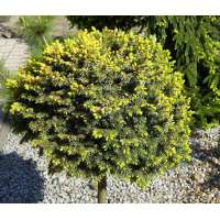 Picea omorika'Pevé Tijn' 