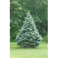 Abies lasiocarpa'Glauca Compacta' 