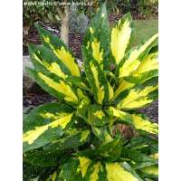 Aucuba japonica'Picturata' 