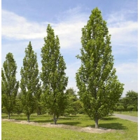 Liriodendron tulipiferum'Fastgiatum' 