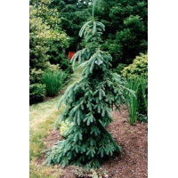 Picea glauca'Pendula' 