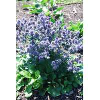 Eryngium planum'Blue hobbit'
