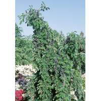 Abies veitchii'Pendula' 