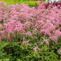 Astilbe thunbergii'Straussenfeder'