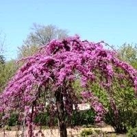 Cercis canadensis'Covey' 