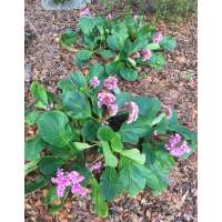 Bergenia schmidtii