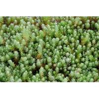 Sedum reflexum
