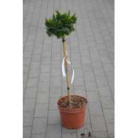 Chamaecyparis obtusa'Nana Gracilis' 