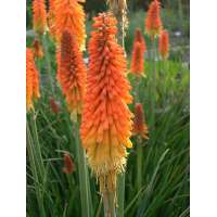 Kniphofia'Royal Castle'