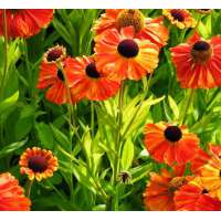 Helenium'Kupfersprudel'