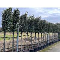 Elaeagnus ebbingei'Compacta' (Halfstam) 