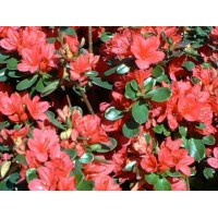 Azalea japonica'Momoko' 