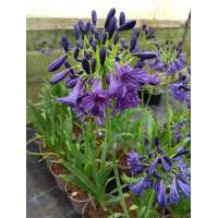 Agapanthus'Dark Silk 
