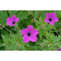 Geranium psilostemon'Red Admiral'