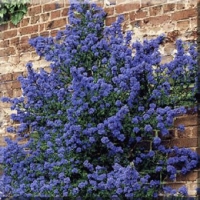 Ceanothus'Puget Blue' 