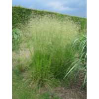Deschampsia cespitosa'Tardiflora'