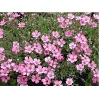 Gypsophila repens'Rosenschleier''