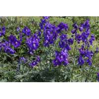 Delphinium belladonna'Atlantis'