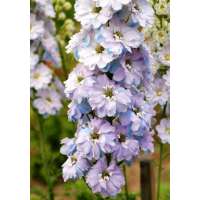 Delphinium'Gossamer' 