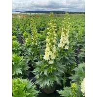 Delphinium'Delgenius Neva'