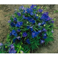 Delphinium grandiflorum'Blauer Zwerg'