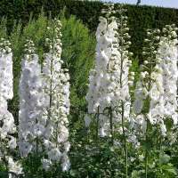 Delphinium pacific'Galahad'