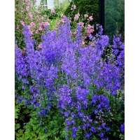 Delphinium belladonna'Piccolo' 