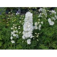 Delphinium'Diamant'