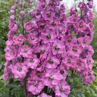 Delphinium'Astolat' 
