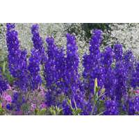 Delphinium'Atlantis'