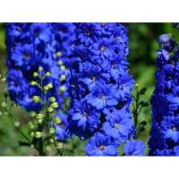 Delphinium'Delphis Holland's Glorie'