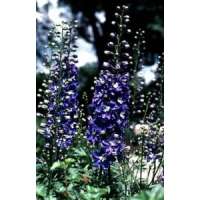 Delphinium 'King Arthur'