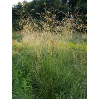 Deschampsia cespitosa'Tauträger'