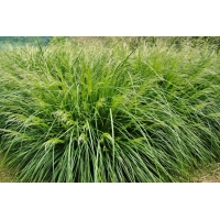 Deschampsia cespitosa'Palava'