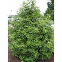 Sciadopitys verticillata 