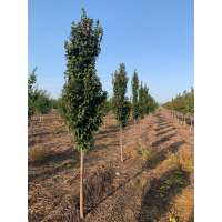 Carpinus betulus'Lucas' 