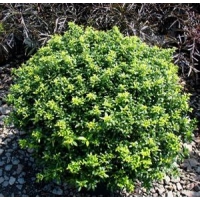 Ilex crenata'Dark Star' bolvorm 