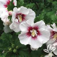 Hibiscus syriacus'Helene' 