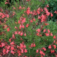 Salvia greggii'Lipstick'