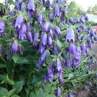 Campanula'Sarastro'