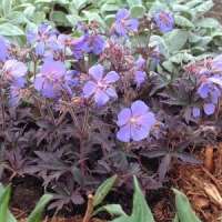 Geranium pratense'Midnight Reiter'