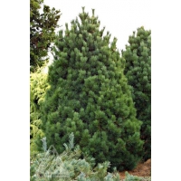 Pinus cembra'Nana' 