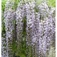 Wisteria floribunda'Lawrence' 