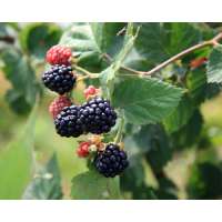 Rubus fruticosus'Triple Crown' 