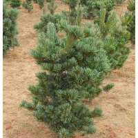 Pinus parviflora'Tempelhof' 