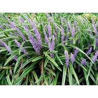Liriope muscari'Big Blue'