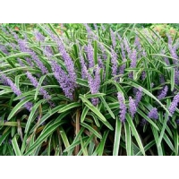 Liriope muscari'Big Blue'