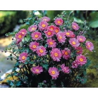 Anemone hybrida'Pamina'