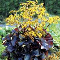 Ligularia dentata'Britt-Marie Crawford' 