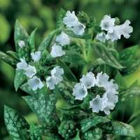 Pulmonaria'Ocupoll'